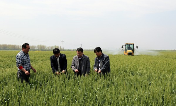 华阳河农场扎实推进小麦一喷三防工作