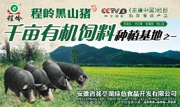 程岭黑猪