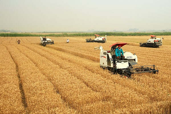 高标准农田小麦收割