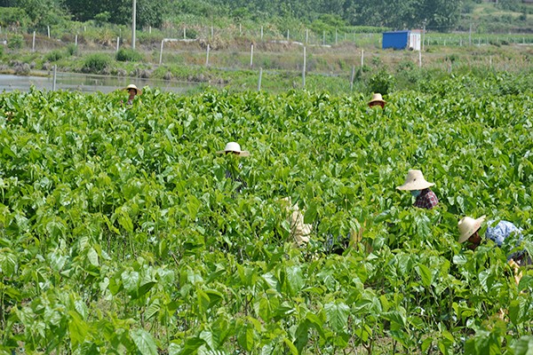 肥西县官亭镇：大户带小户  脱贫又致富2 (26405).jpg