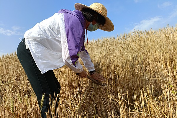 紫蓬山收割麦子.png