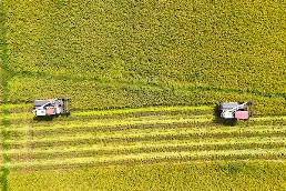 肥西县：万亩再生稻开镰收割