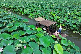 肥西县蒋岗村：丰乐镇“万亩荷园”主基地