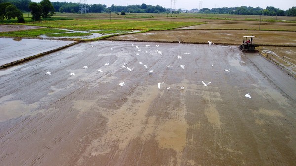 DJI_0578_副本.jpg