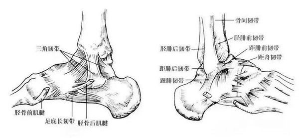 解剖.jpg