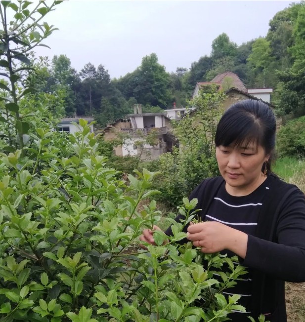 弥陀镇朱生霞:挣"苦"钱"苦"尽"甜"来 太湖文明网