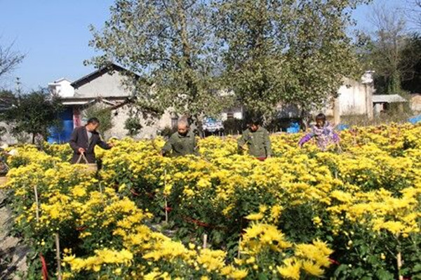 当健康黄菊邂逅千年古村——宣城市光彩事业促进会理事陈北春的扶贫故事