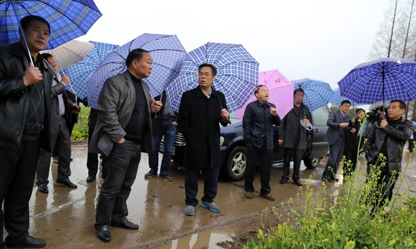 華陽河農場考察湖北農墾三湖農場再生稻項目